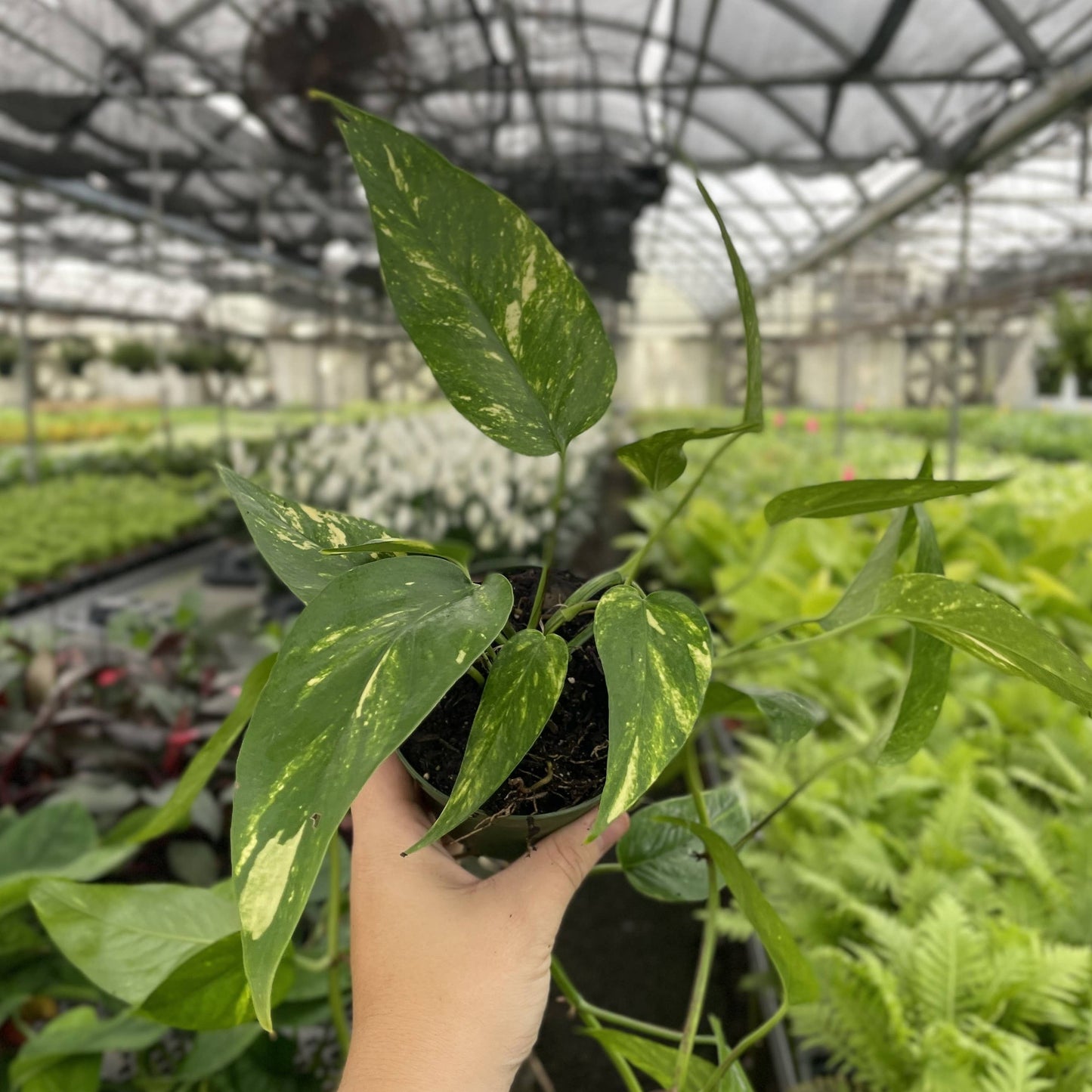 Epipremnum Pinnatum Neon - 4" Live Plant