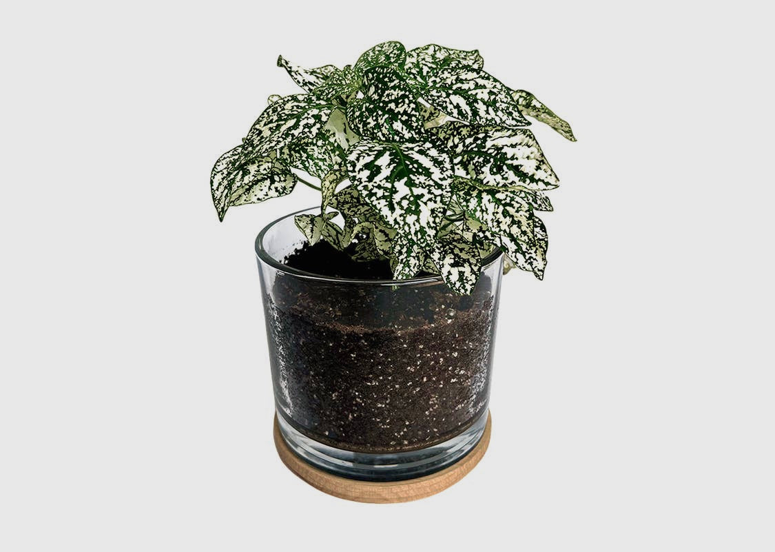 Potting Shed Creations, Ltd. - NEW | Houseplant Collection | First Snow