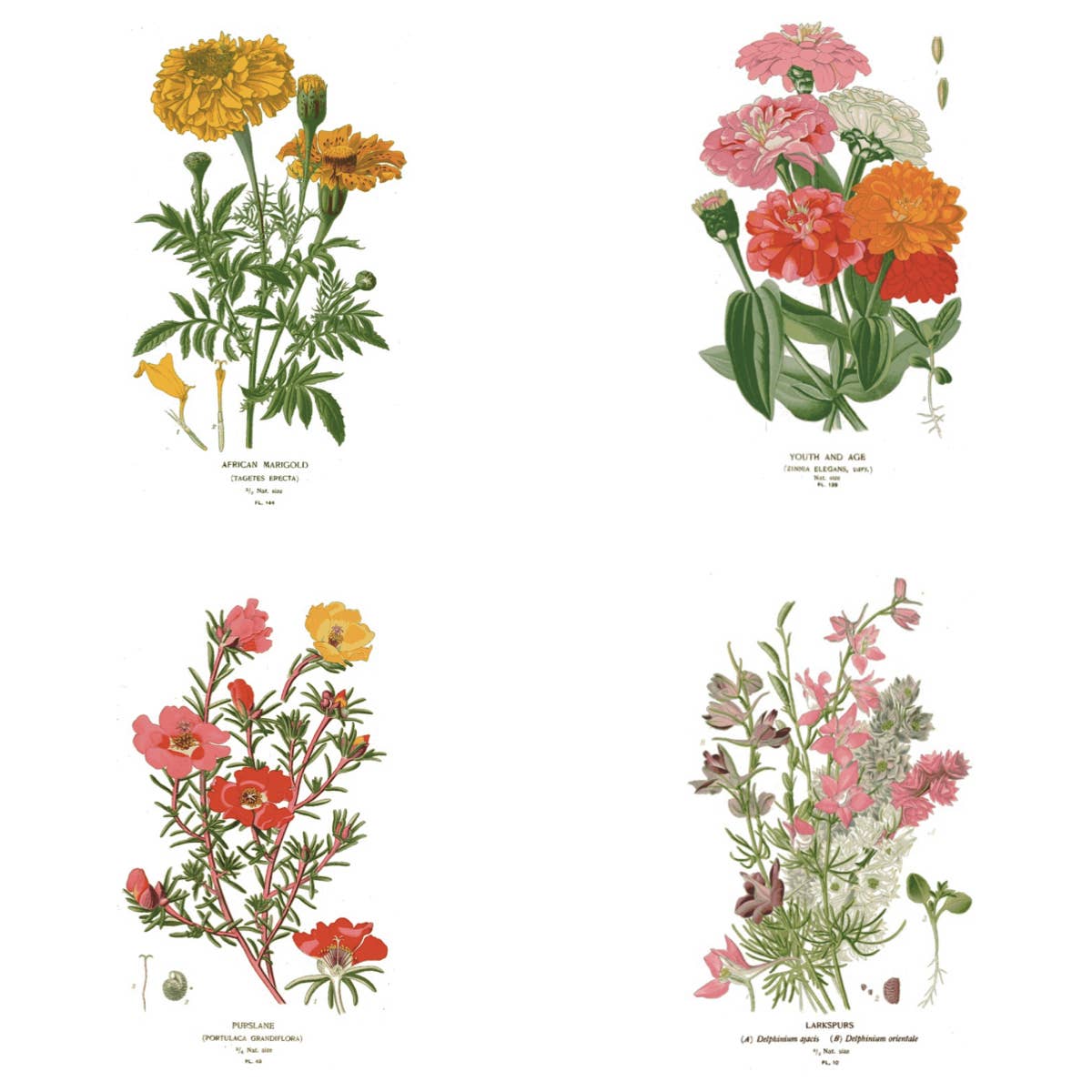 Seattle Seed Co. - Botanical Greeting Cards - Set of 4
