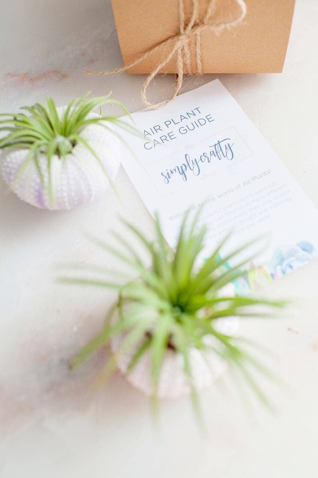 The Simply Crafty Shop - Sea Urchin Air Plant Kit
