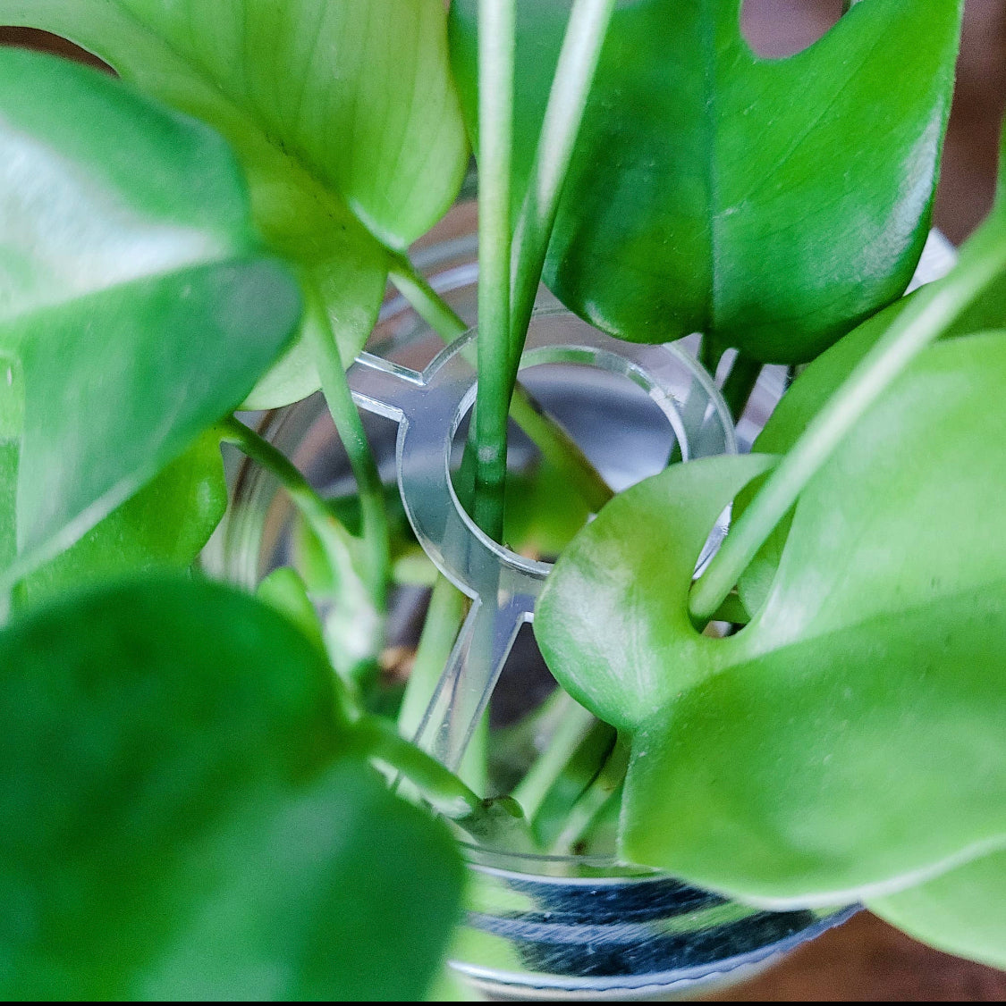Leaf & Node - Mason Jar Lid Inserts - Plant Propagation and Flower Vase