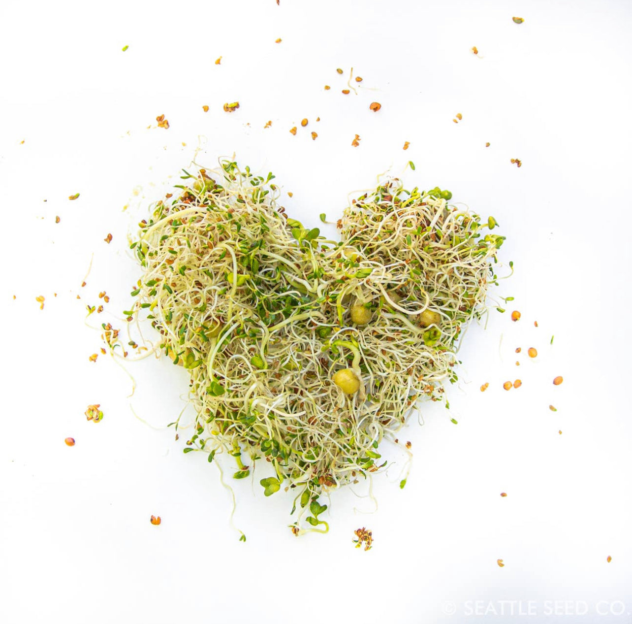 Seattle Seed Co. - Sprouting Starter Kit