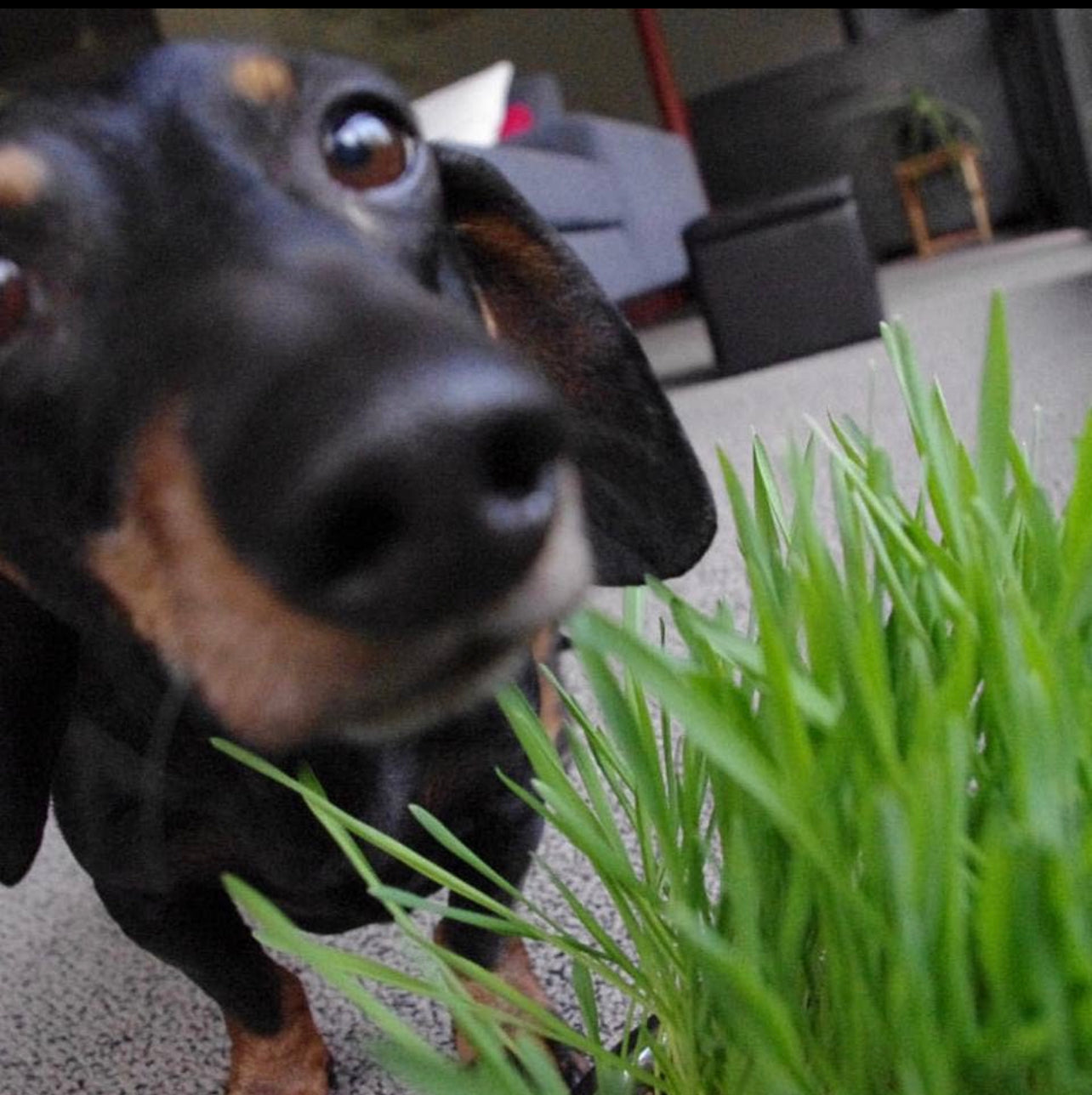 Potting Shed Creations, Ltd. - Pet Bowl | Dog Grass