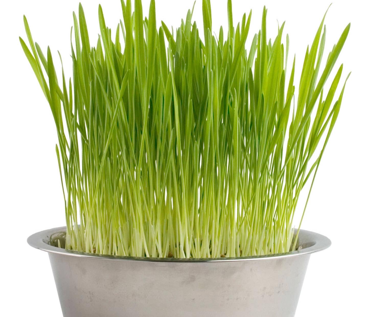 Potting Shed Creations, Ltd. - Pet Bowl | Dog Grass