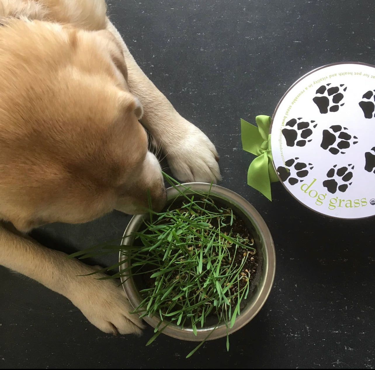 Potting Shed Creations, Ltd. - Pet Bowl | Dog Grass