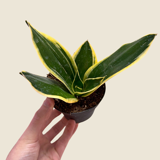Sansevieria Lotus Hahnii - 4" Live Plant