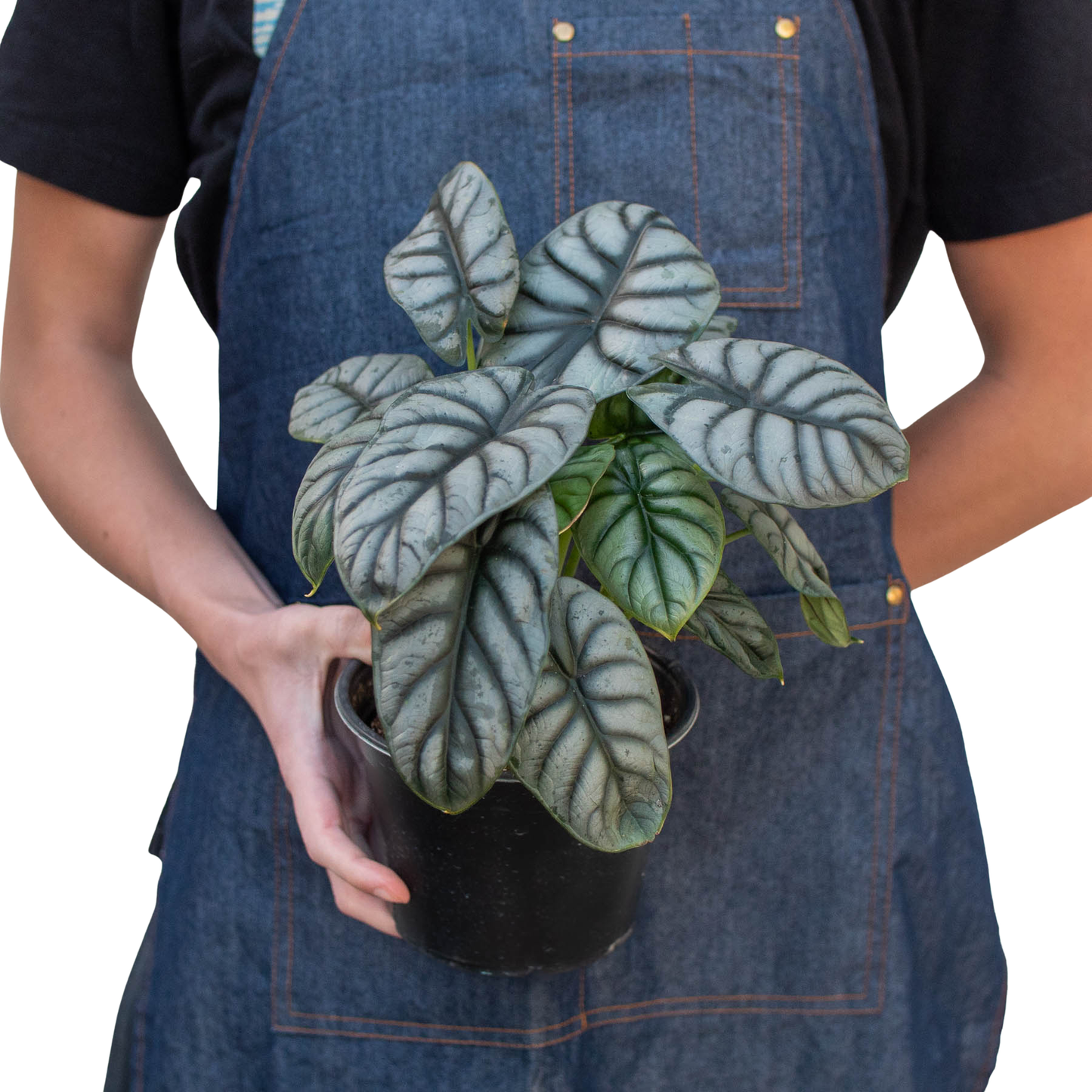 House Plant Wholesale - Alocasia 'Silver Dragon' - 4" Pot