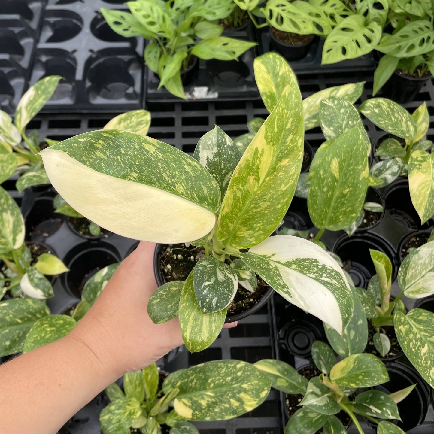 Philodendron Green Congo Nuclear Variegated - 4" Live Plant