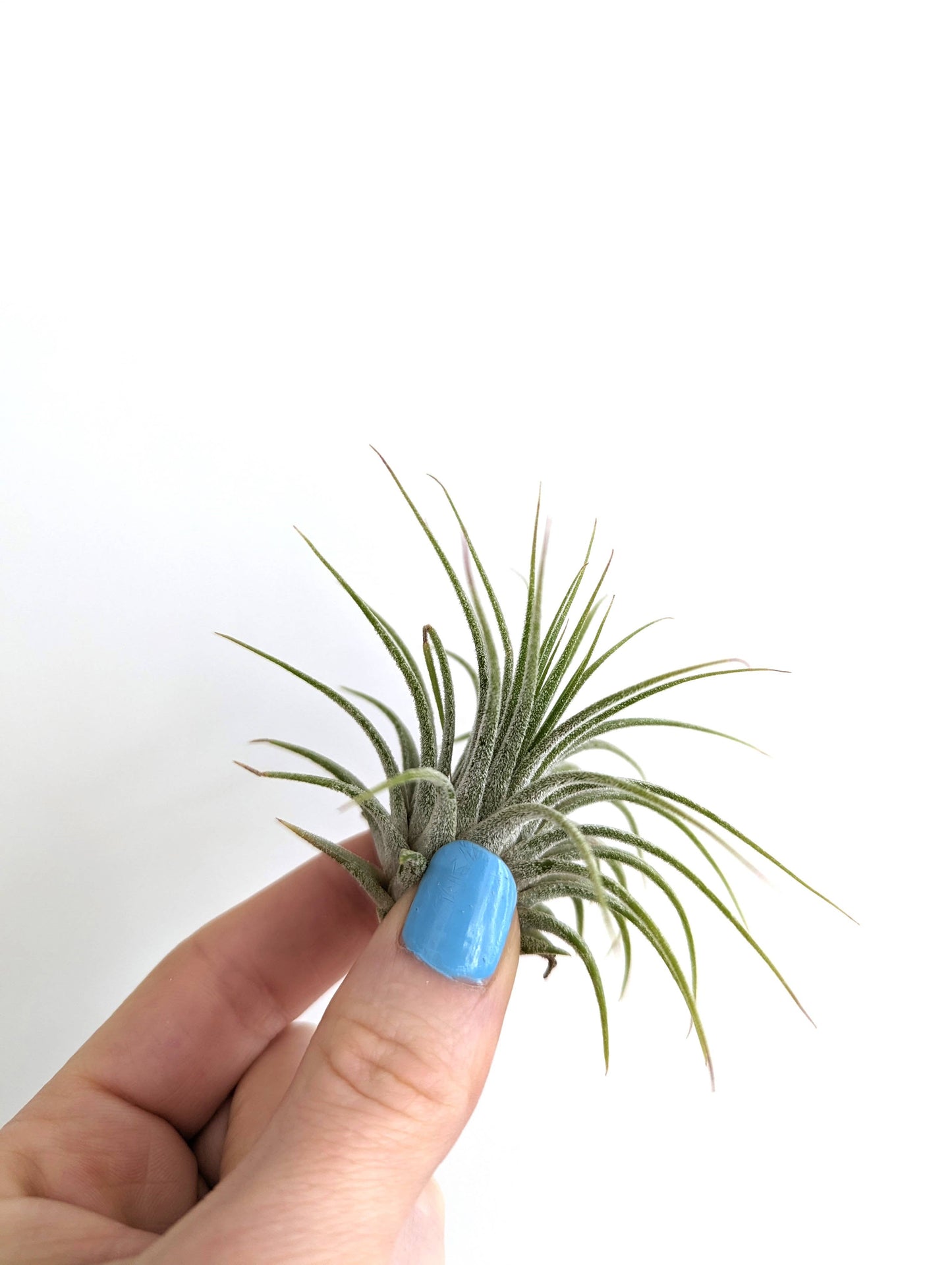 Savvie Studio - Tillandsia Ionantha Air Plant - Small Air Plant