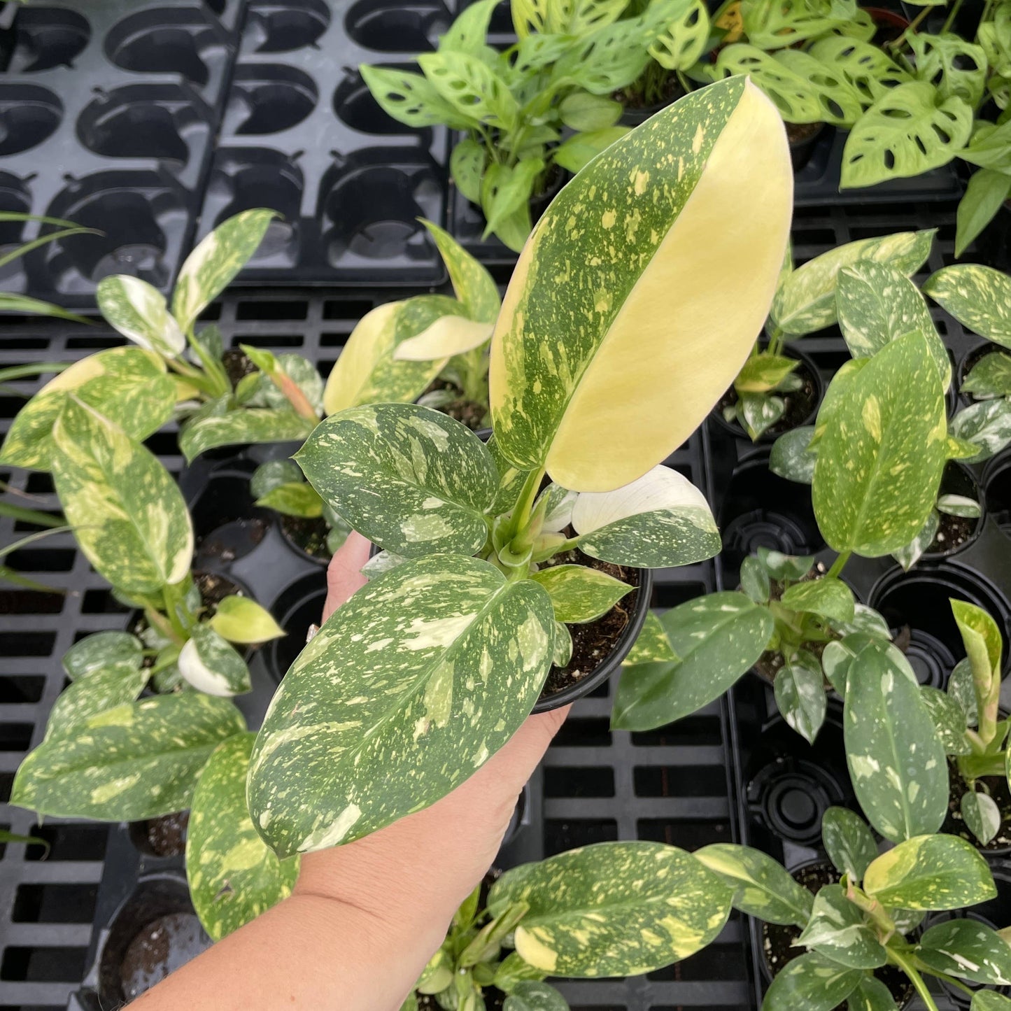 Philodendron Green Congo Nuclear Variegated - 4" Live Plant