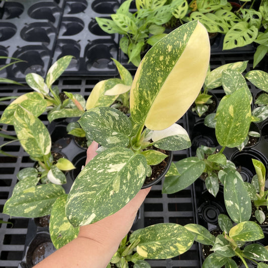 Philodendron Green Congo Nuclear Variegated - 4" Live Plant