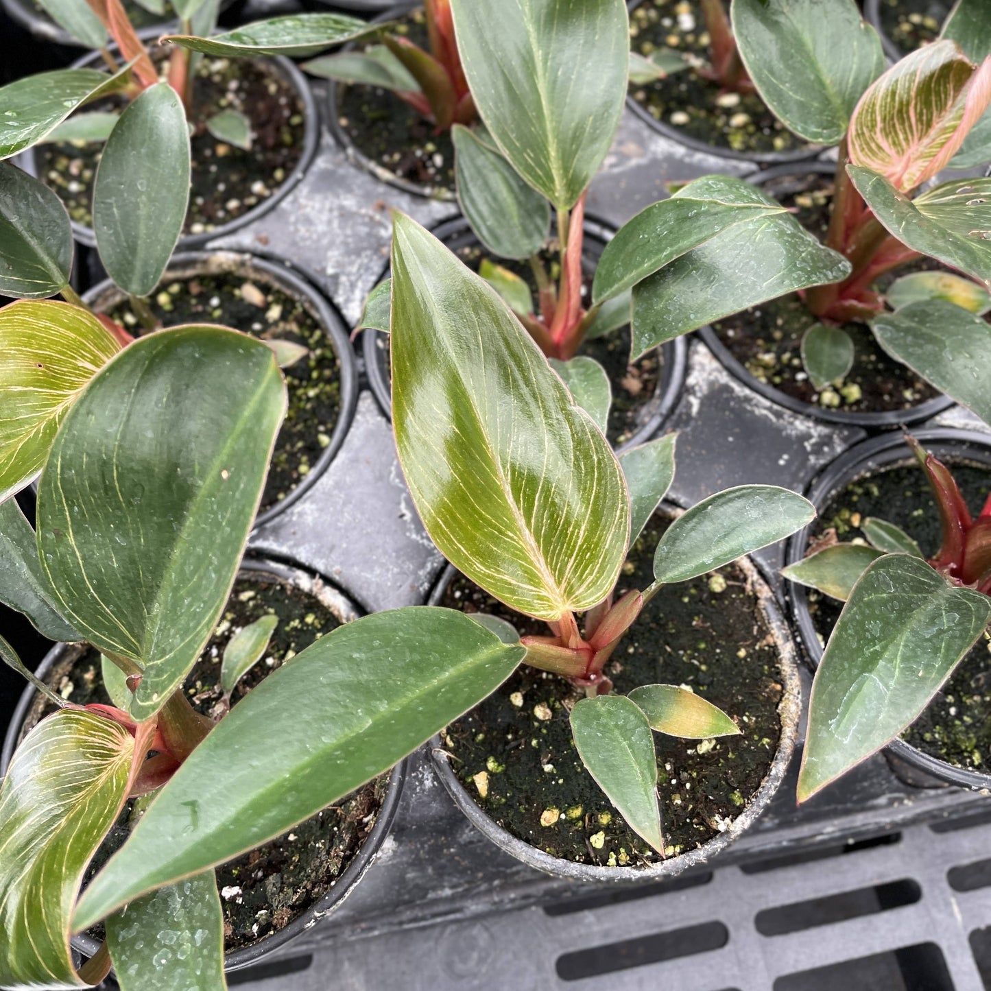 Pink Philodendron Birkin - 4" Live Plant - Rare