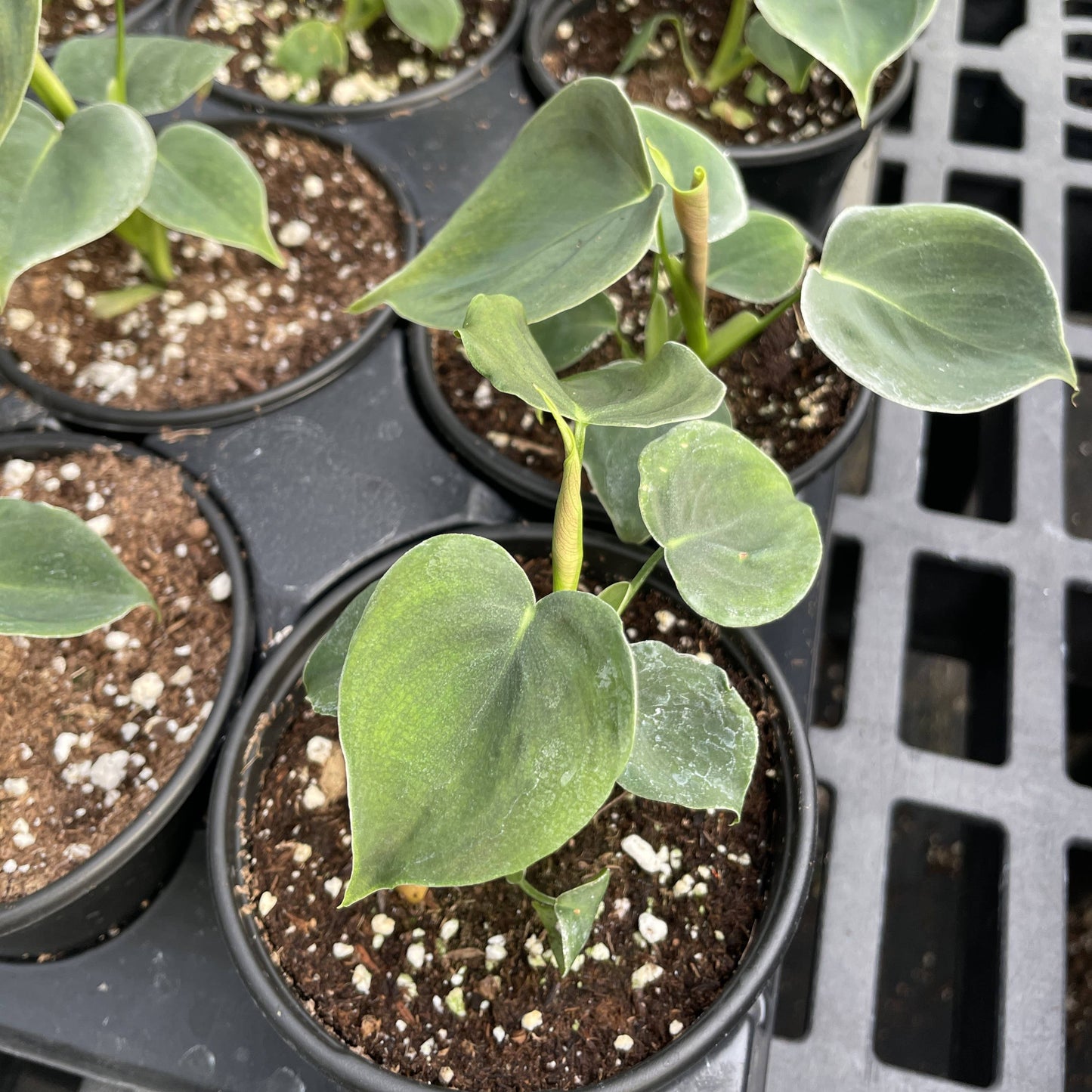 Philodendron Lupinum - 4" Live Plant - Rare