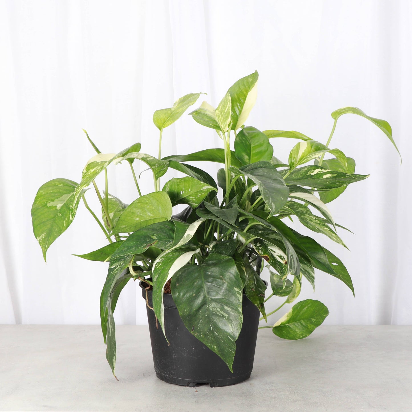 Epipremnum Albo Variegated - Live Plant: 6" Pot