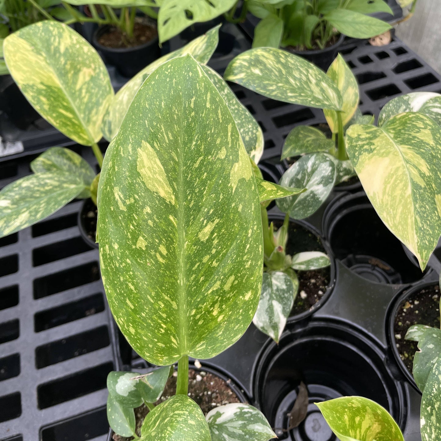 Philodendron Green Congo Nuclear Variegated - 4" Live Plant