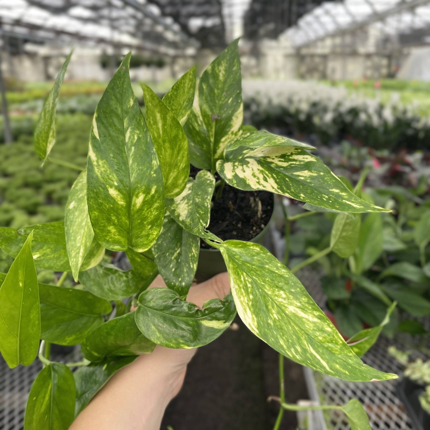 Epipremnum Pinnatum Neon - 4" Live Plant