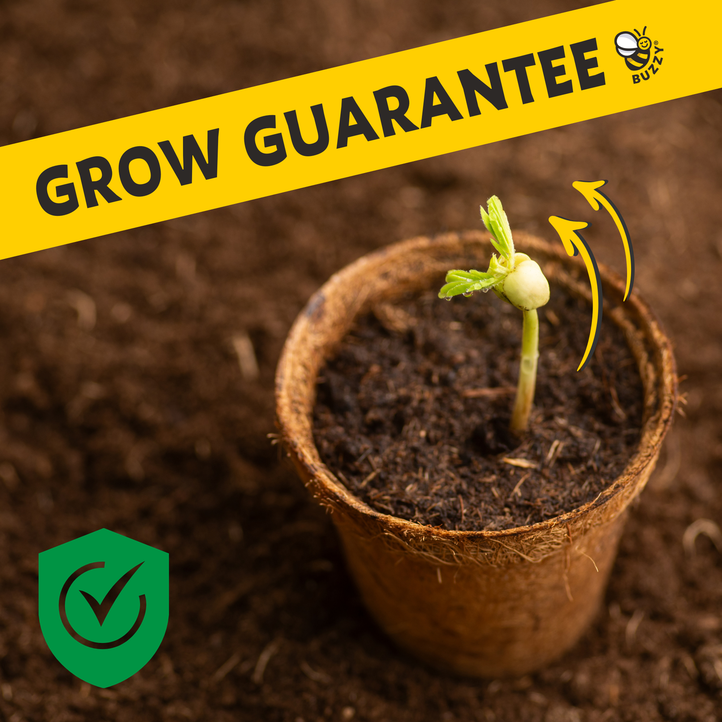 Buzzy Seeds Grow Gifts - Soda Can Flower Grow Kit