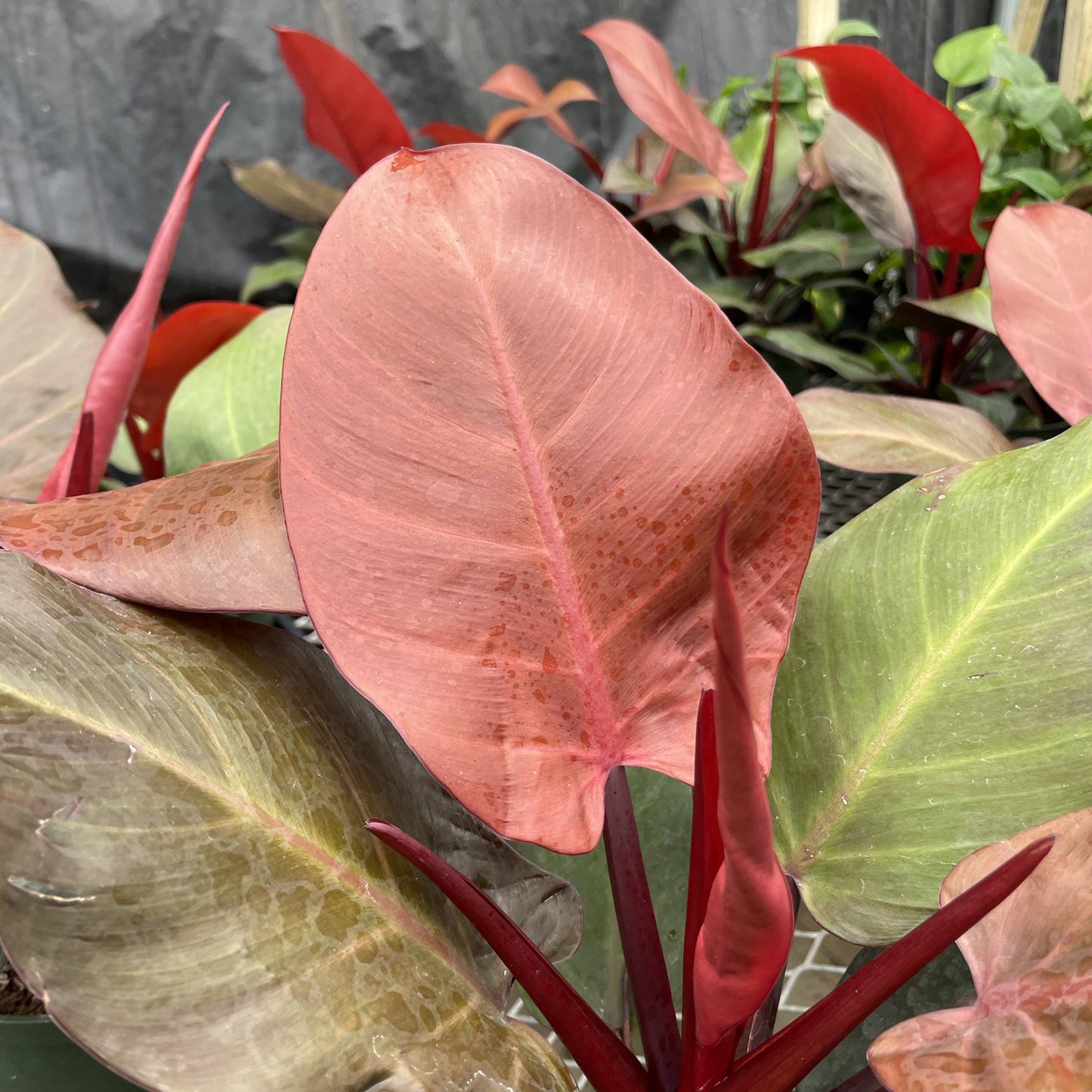 Philodendron Sun Red - Live Plant: 4" Pot