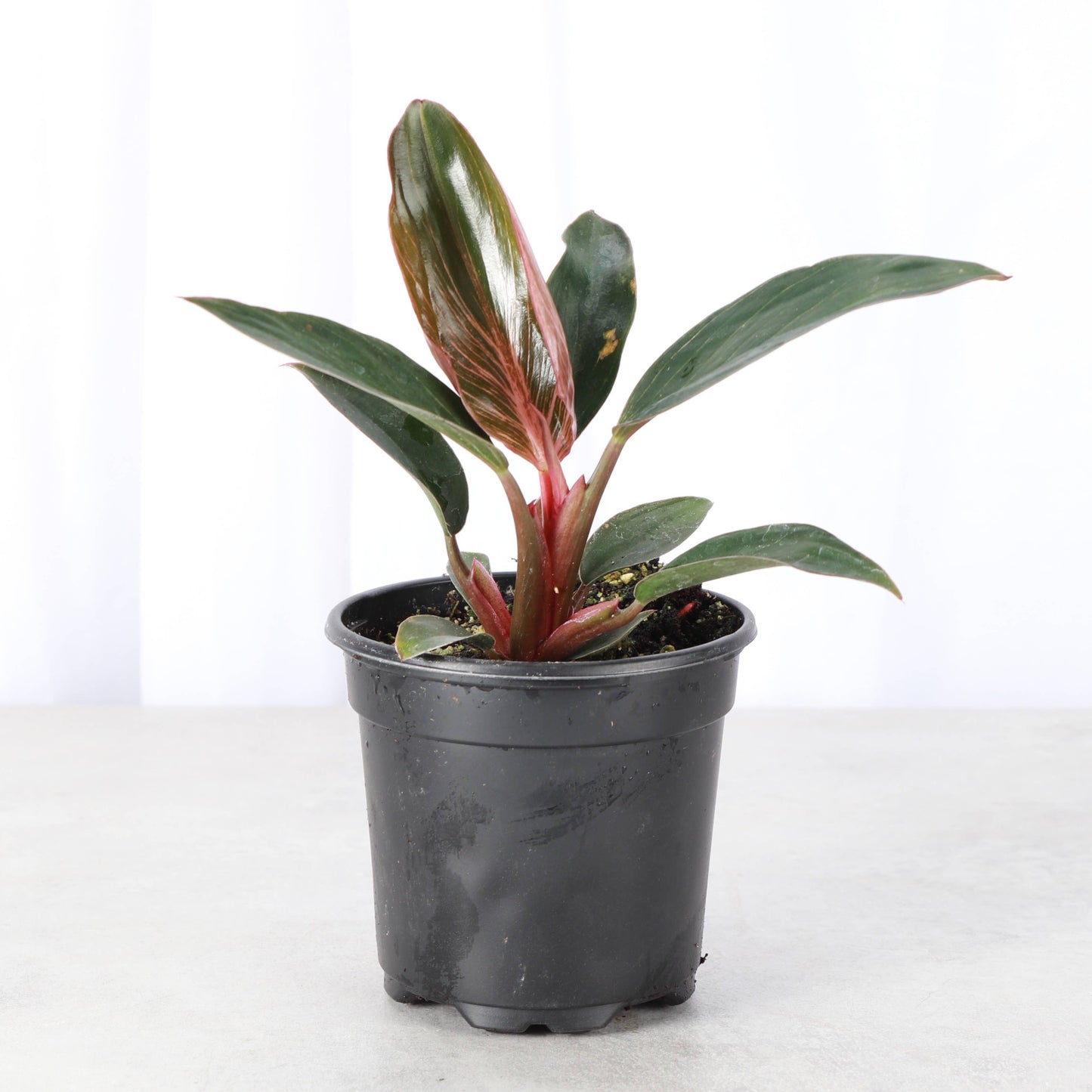 Pink Philodendron Birkin - 4" Live Plant - Rare