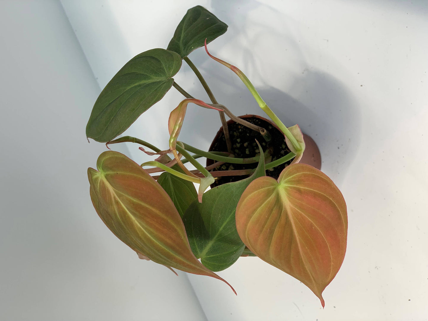 Greens N' Things LLC - Philodendron Mican: 4"