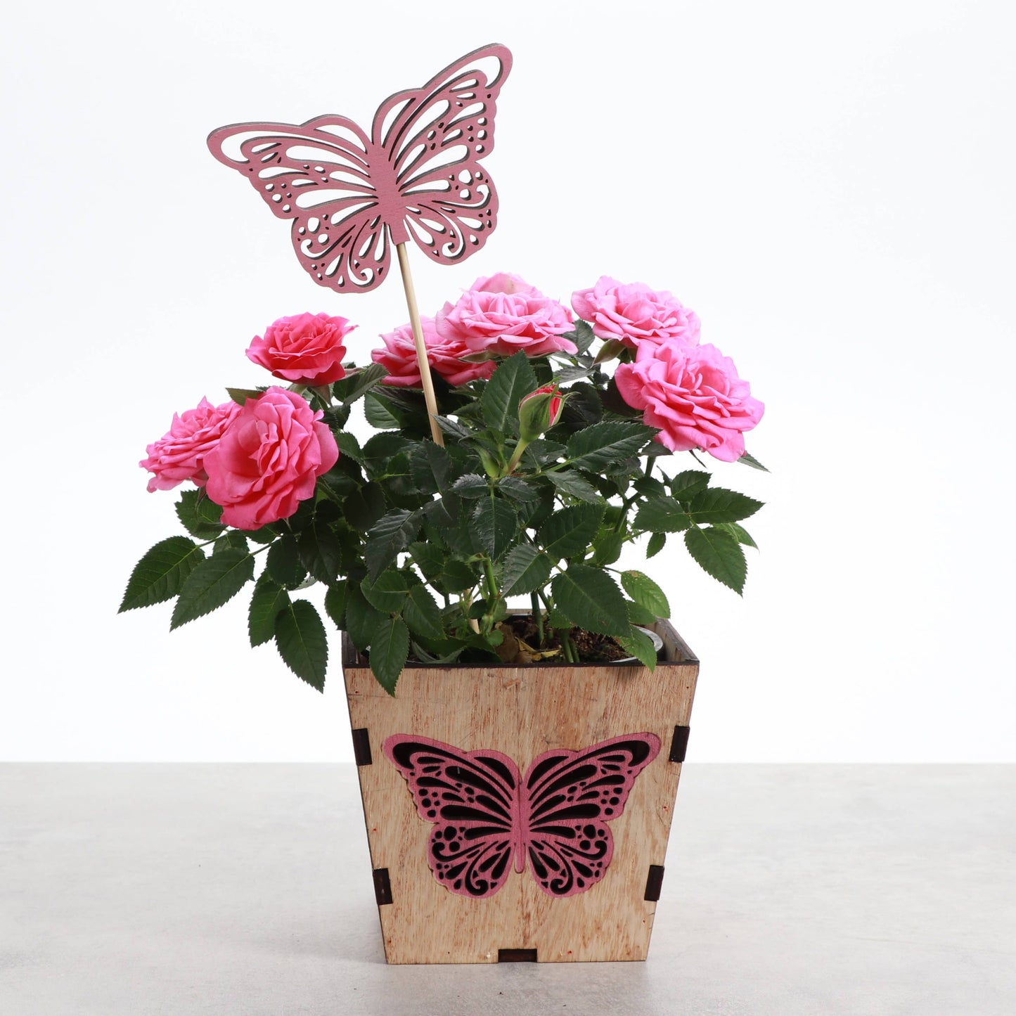 Thorsen's Greenhouse - Butterfly Design Wooden Pot for Houseplants - 4" Size