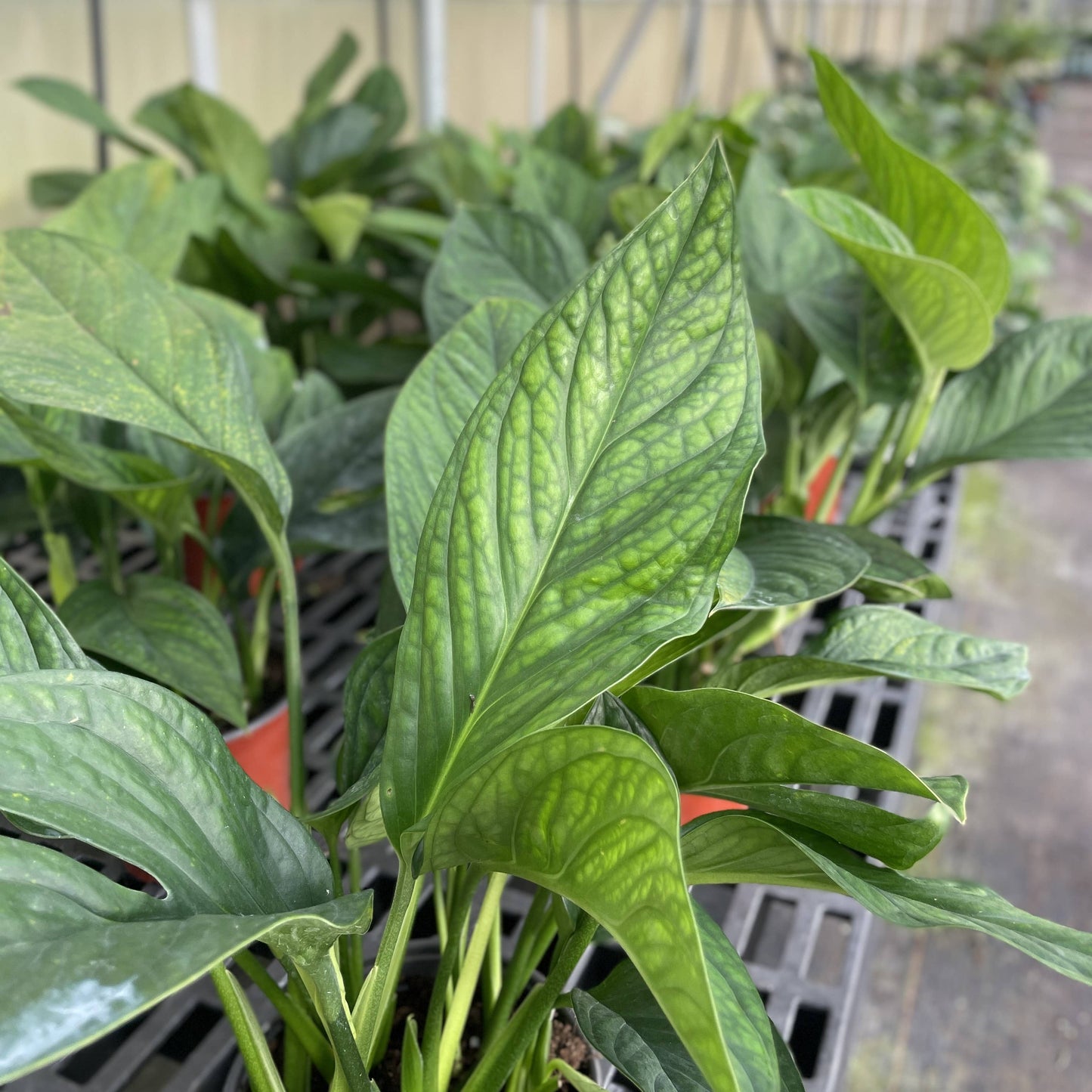 Monstera Pinnatipartita - 6" Live Plant