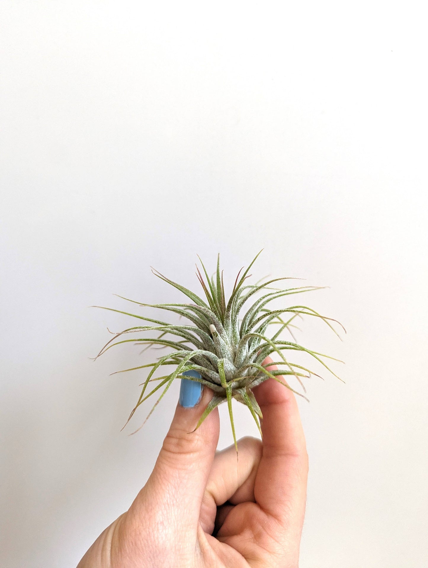 Savvie Studio - Tillandsia Ionantha Air Plant - Small Air Plant