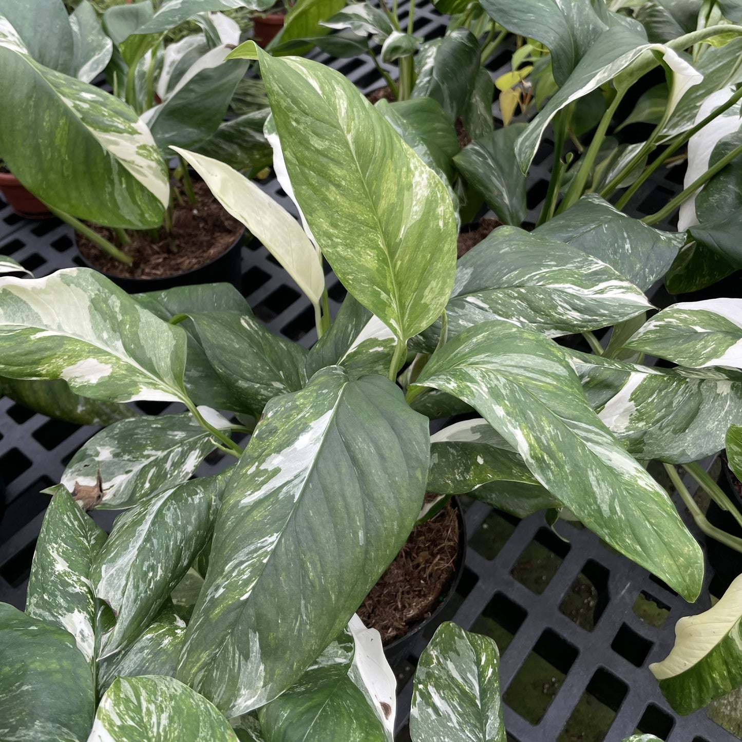 Monstera Lechleriana Variegated - 6" Live Plant - Rare