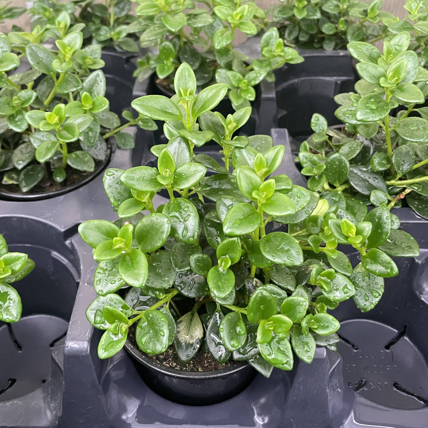 Goldfish Plant - Live Plant: 4" Pot