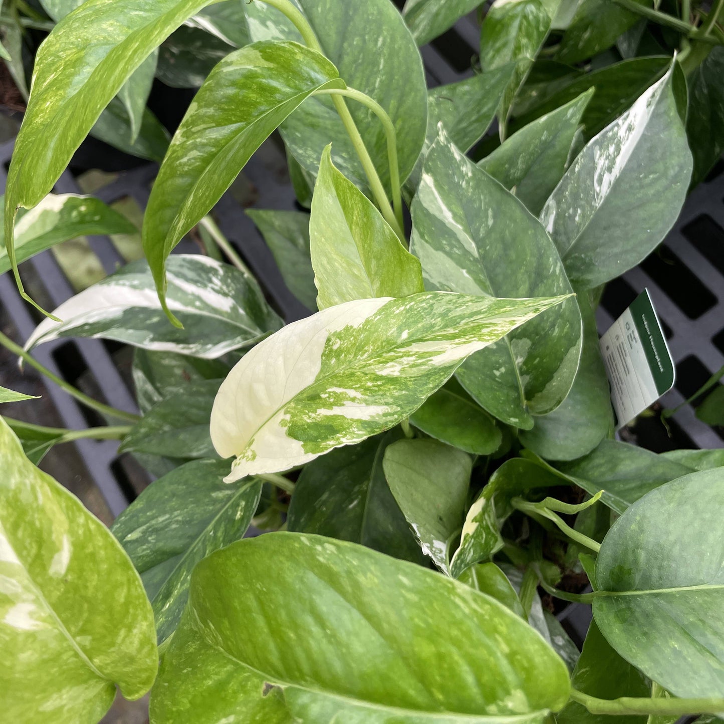 Epipremnum Albo Variegated - Live Plant: 6" Pot