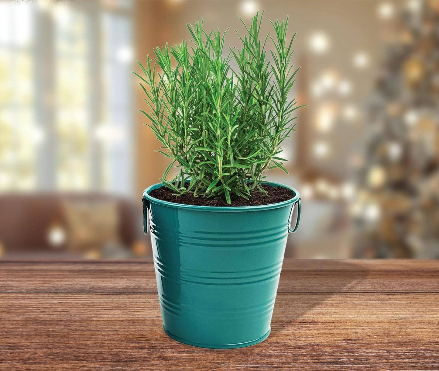 Buzzy, Inc. - Rosemary Holiday Herb Garden Grow Pail - Indoor Starter Kit