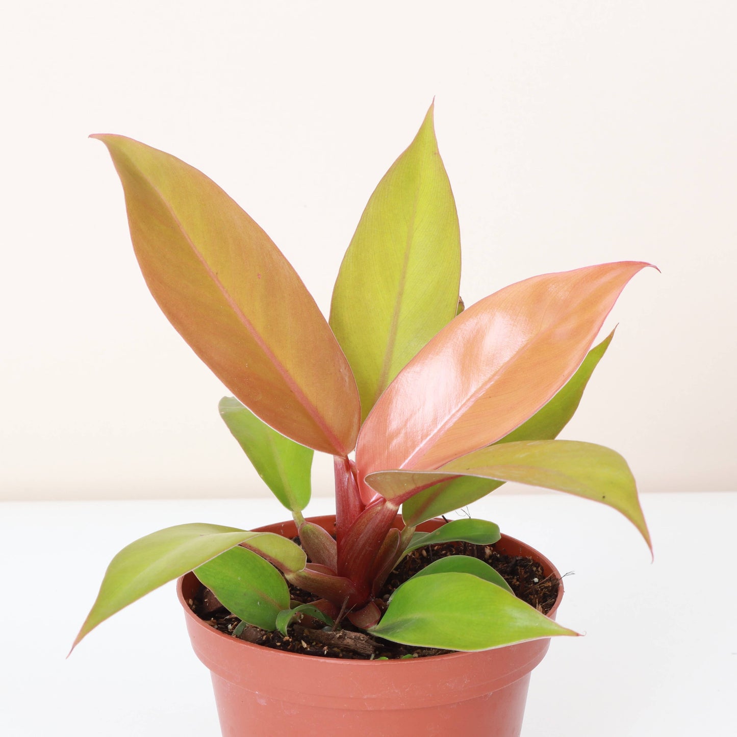 Prince of Orange Philodendron - 4" Live Plant