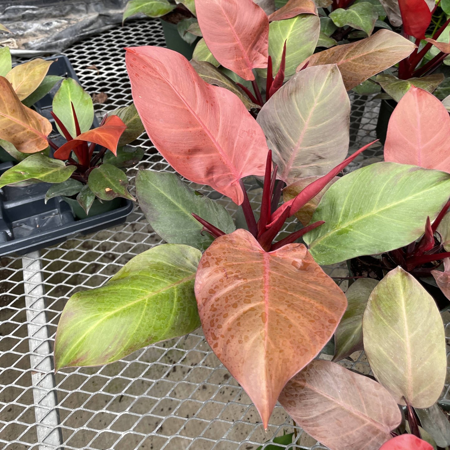 Philodendron Sun Red - Live Plant: 4" Pot