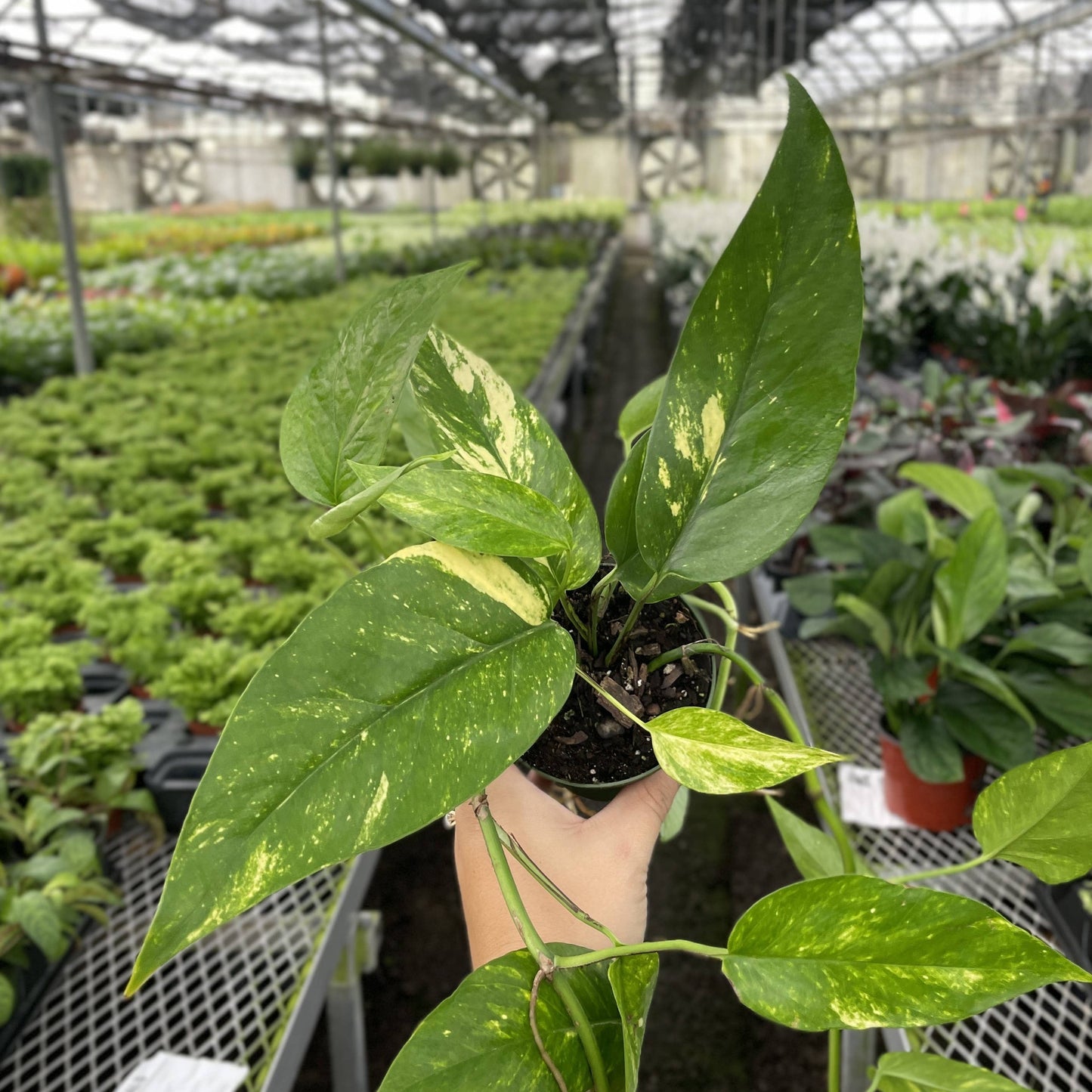 Epipremnum Pinnatum Neon - 4" Live Plant