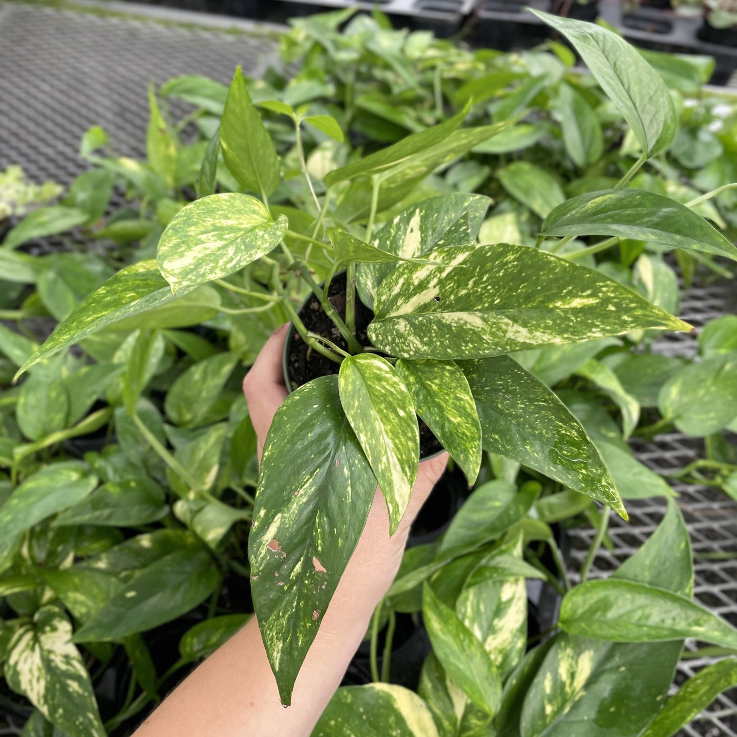 Epipremnum Pinnatum Neon - 4" Live Plant