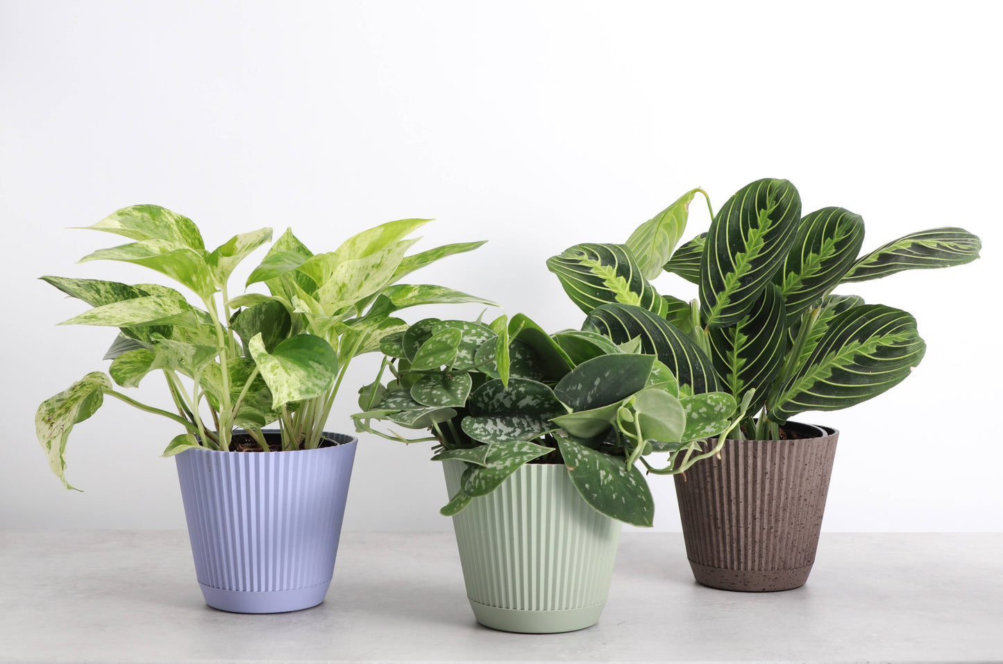 Thorsen's Greenhouse - Decorative Ruffled Pot for Plants