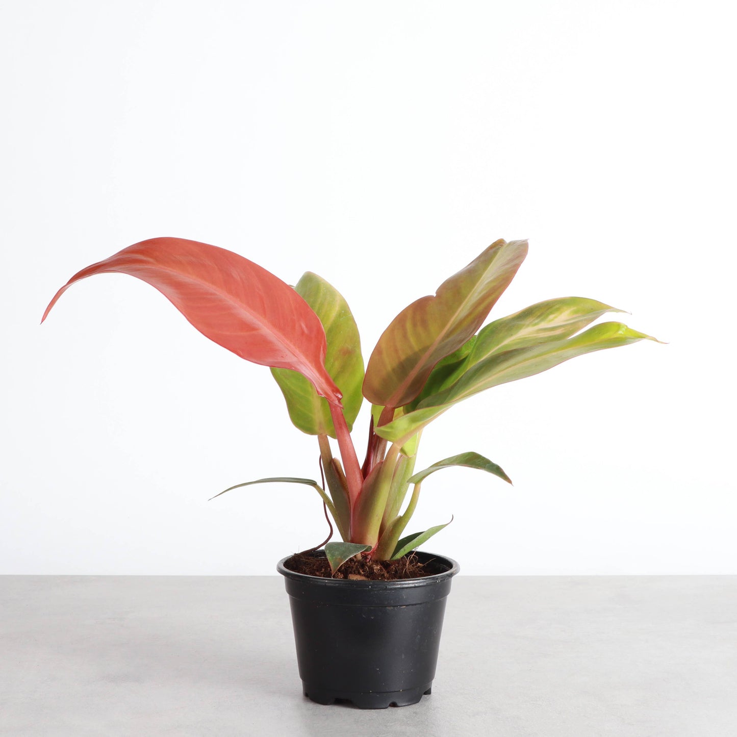 Philodendron Sun Red - Live Plant: 4" Pot