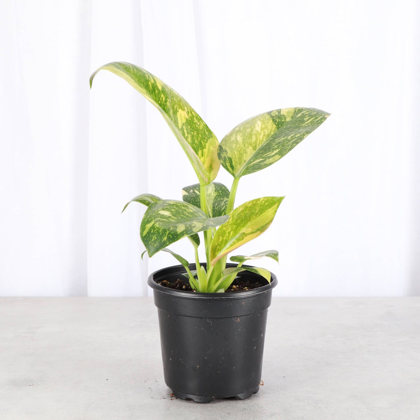 Philodendron Green Congo Nuclear Variegated - 4" Live Plant