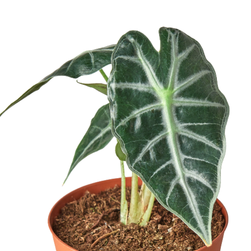 House Plant Wholesale - ALOCASIA BAMBINO 4-inch