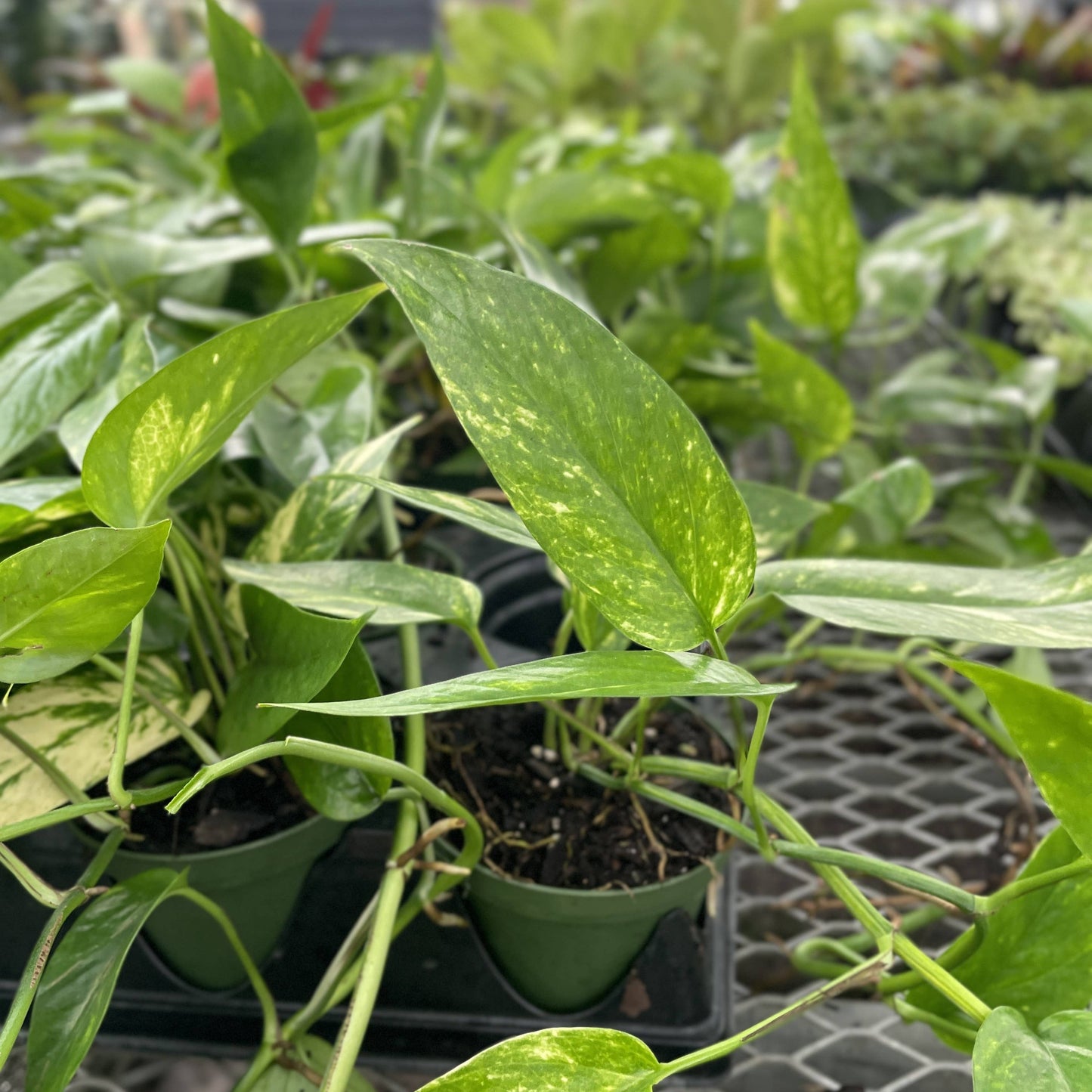 Epipremnum Pinnatum Neon - 4" Live Plant