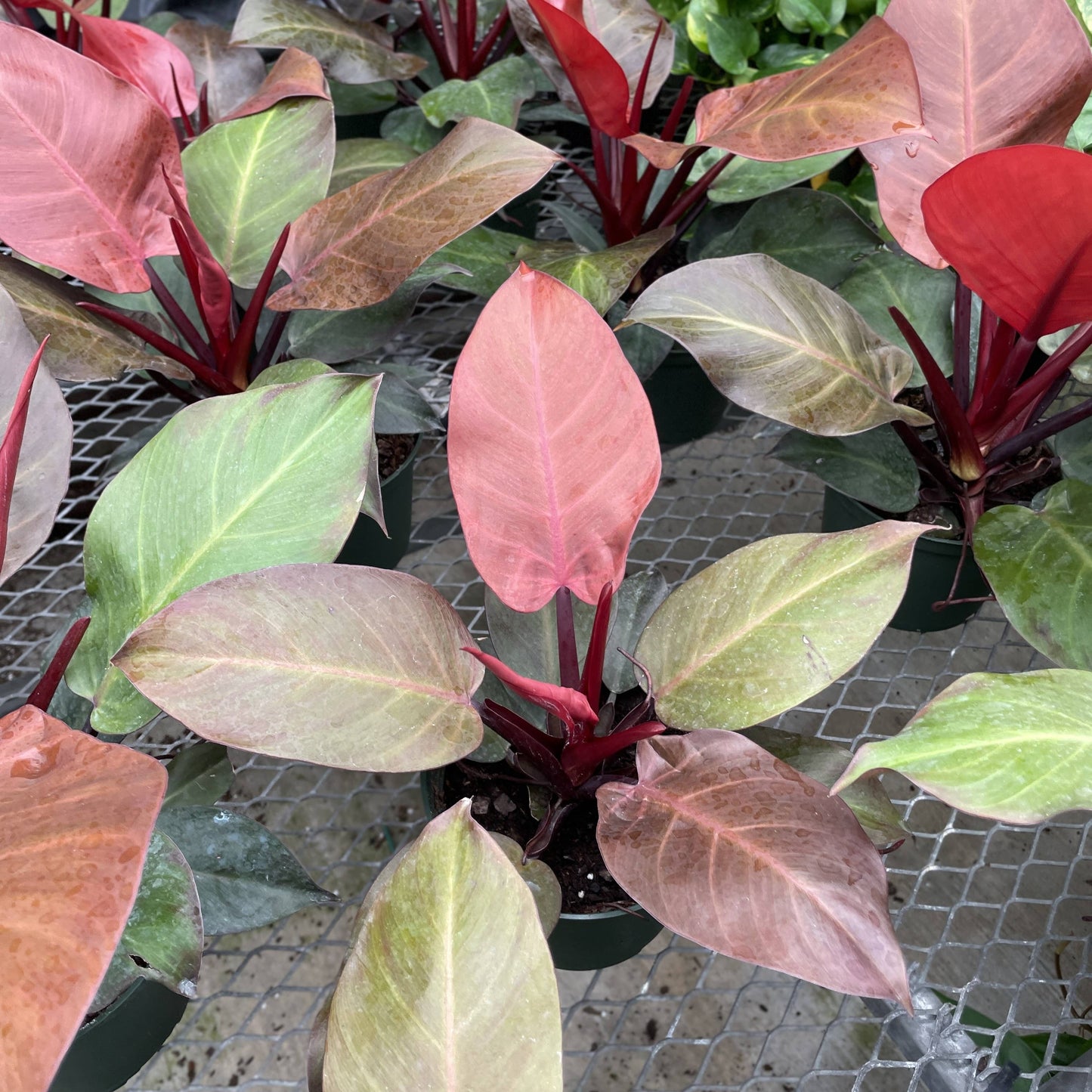 Philodendron Sun Red - Live Plant: 4" Pot