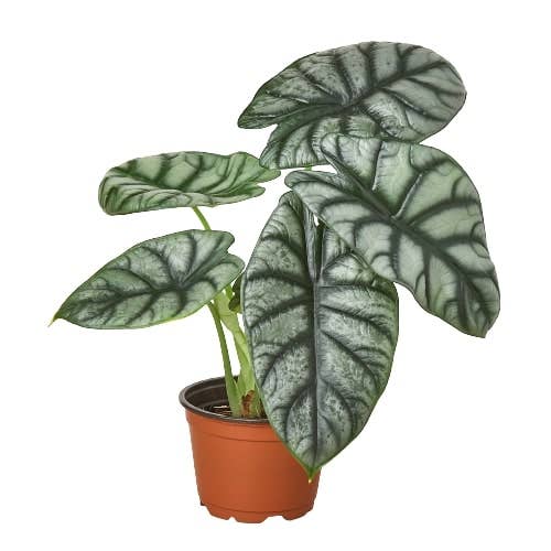 House Plant Wholesale - Alocasia 'Silver Dragon' - 4" Pot