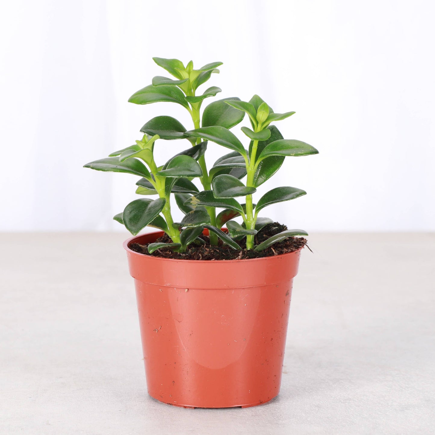 Goldfish Plant - Live Plant: 4" Pot