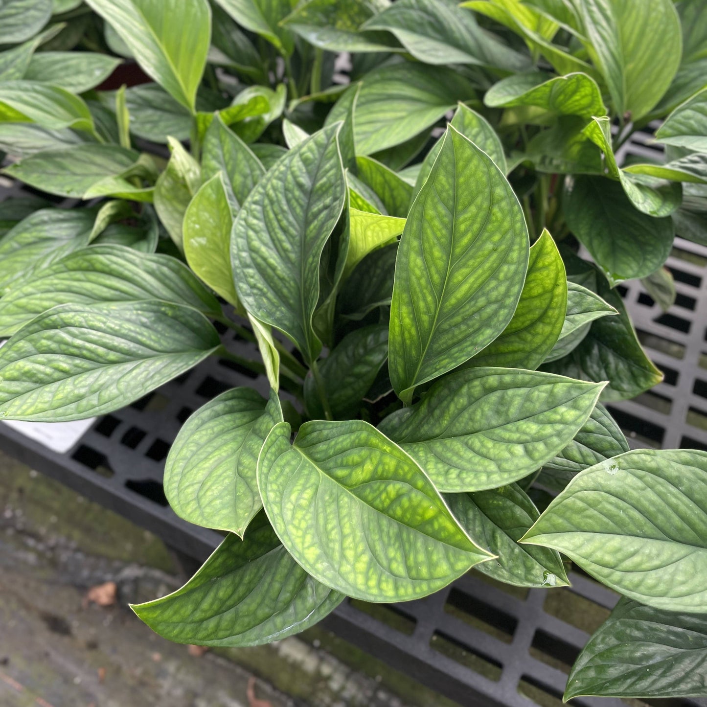 Monstera Pinnatipartita - 6" Live Plant