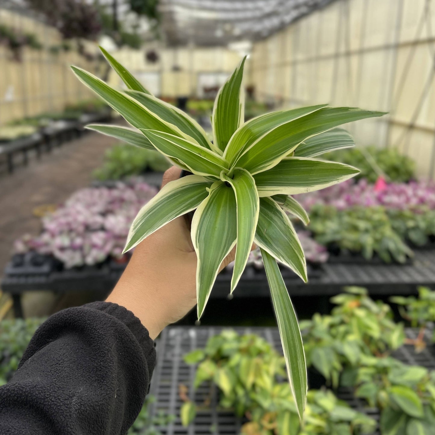 Irish Spider Plant - 3.5" Live Plant