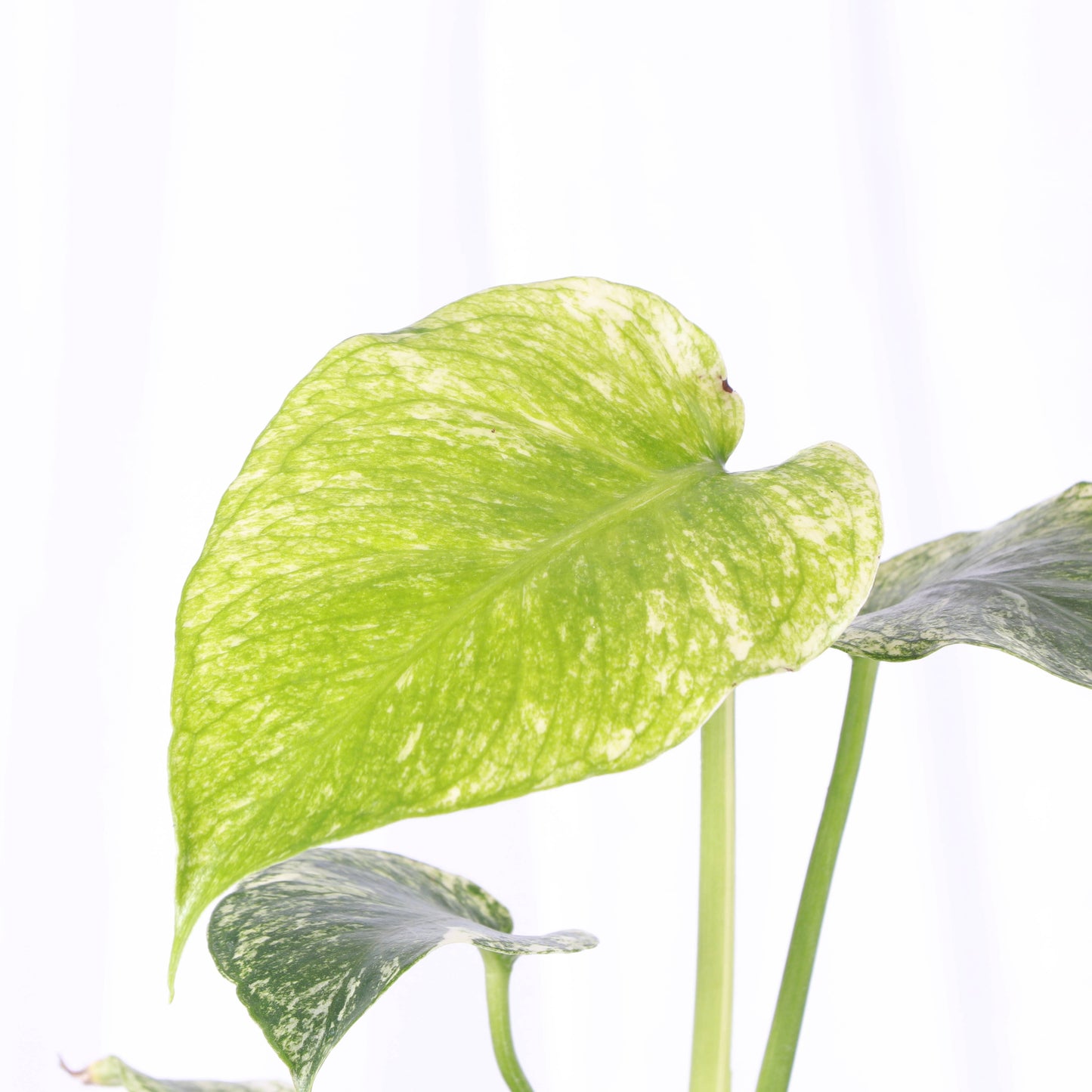 Mint Variegated Monstera - 4" Live Plant - RARE