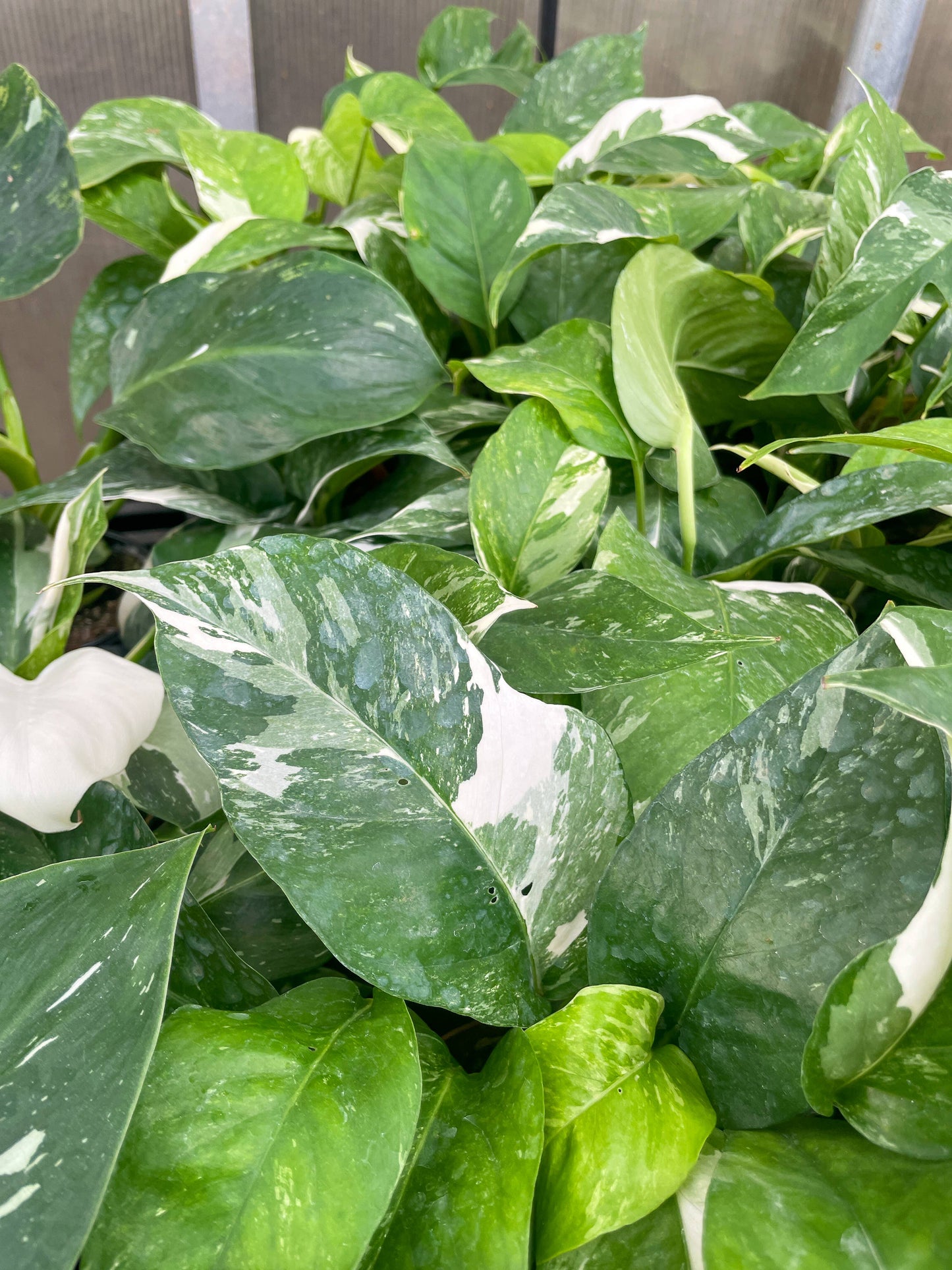 Epipremnum Albo Variegated - Live Plant: 6" Pot