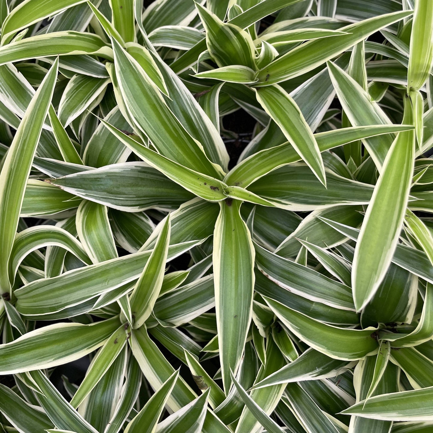 Irish Spider Plant - 3.5" Live Plant