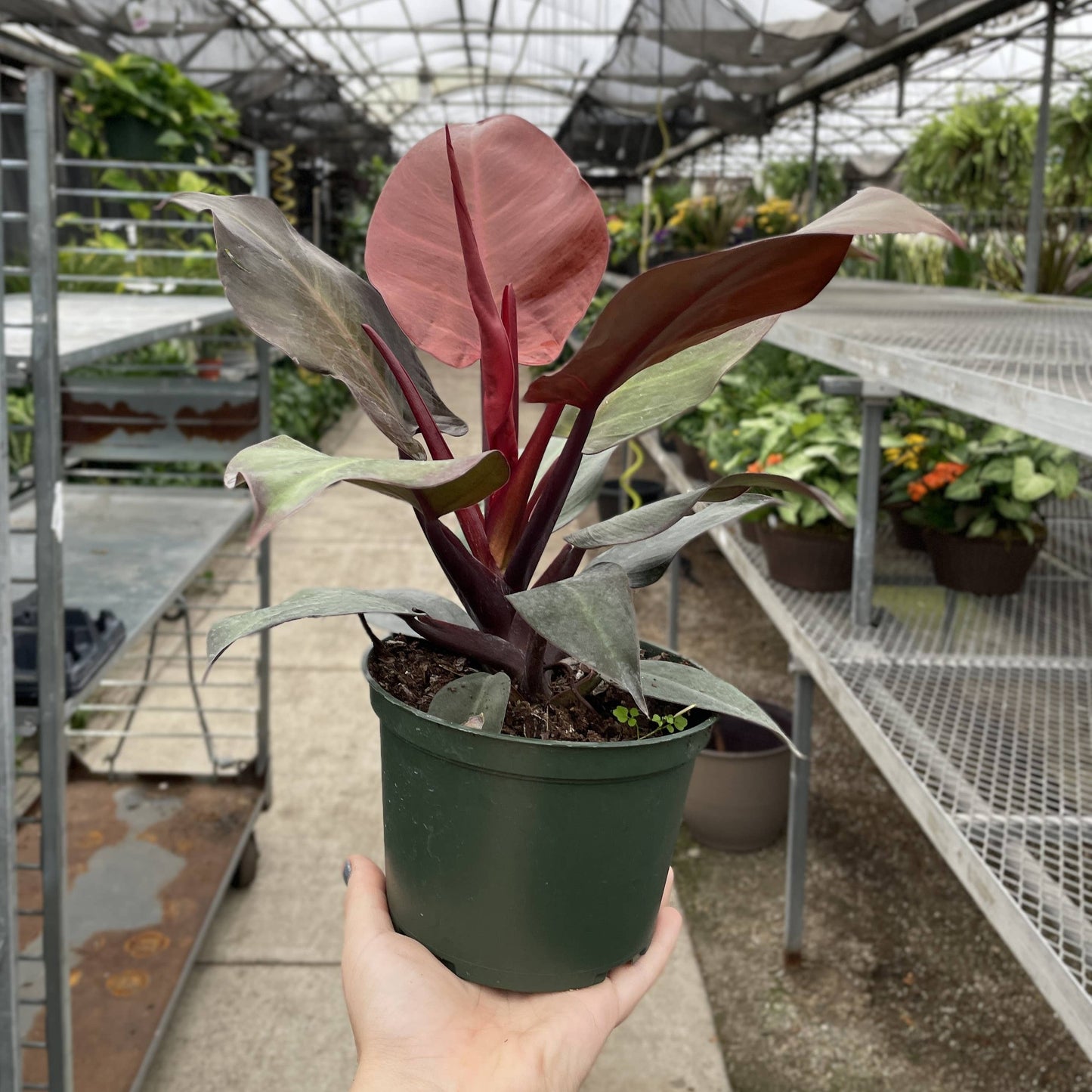 Philodendron Sun Red - Live Plant: 4" Pot