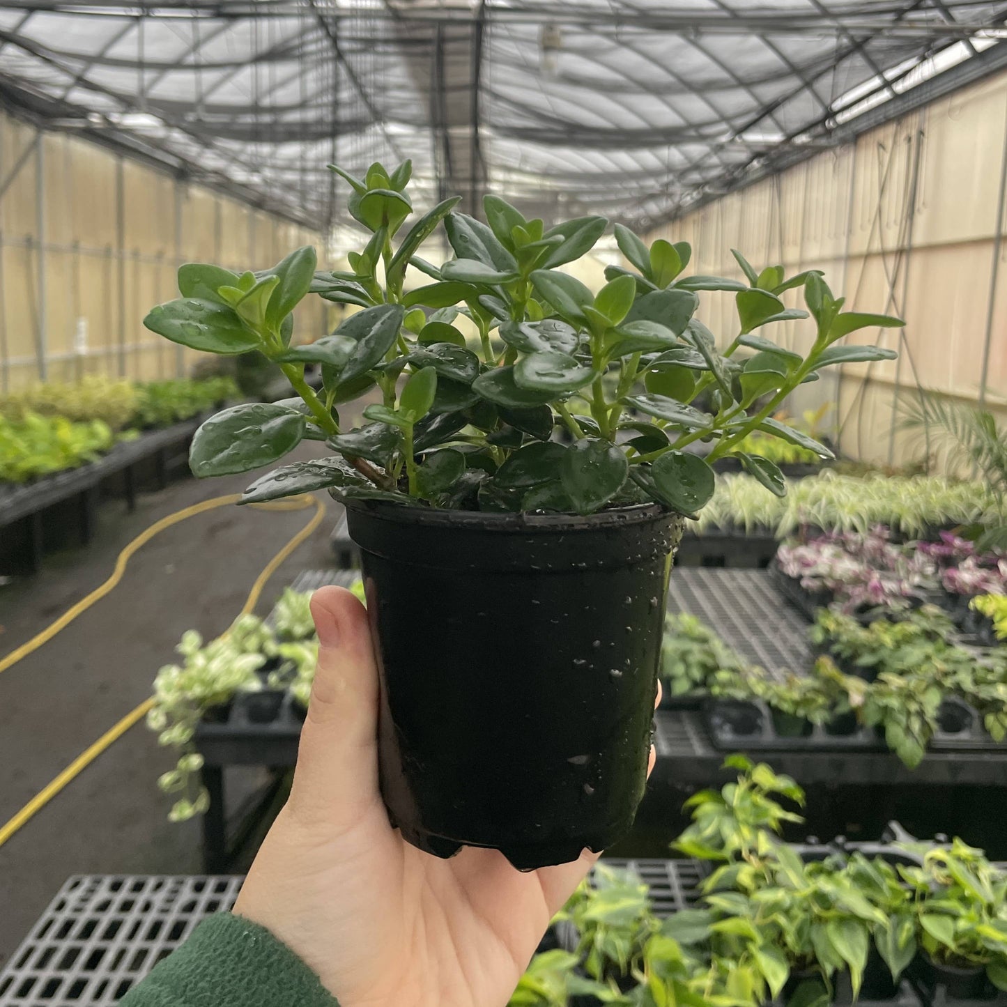 Goldfish Plant - Live Plant: 4" Pot